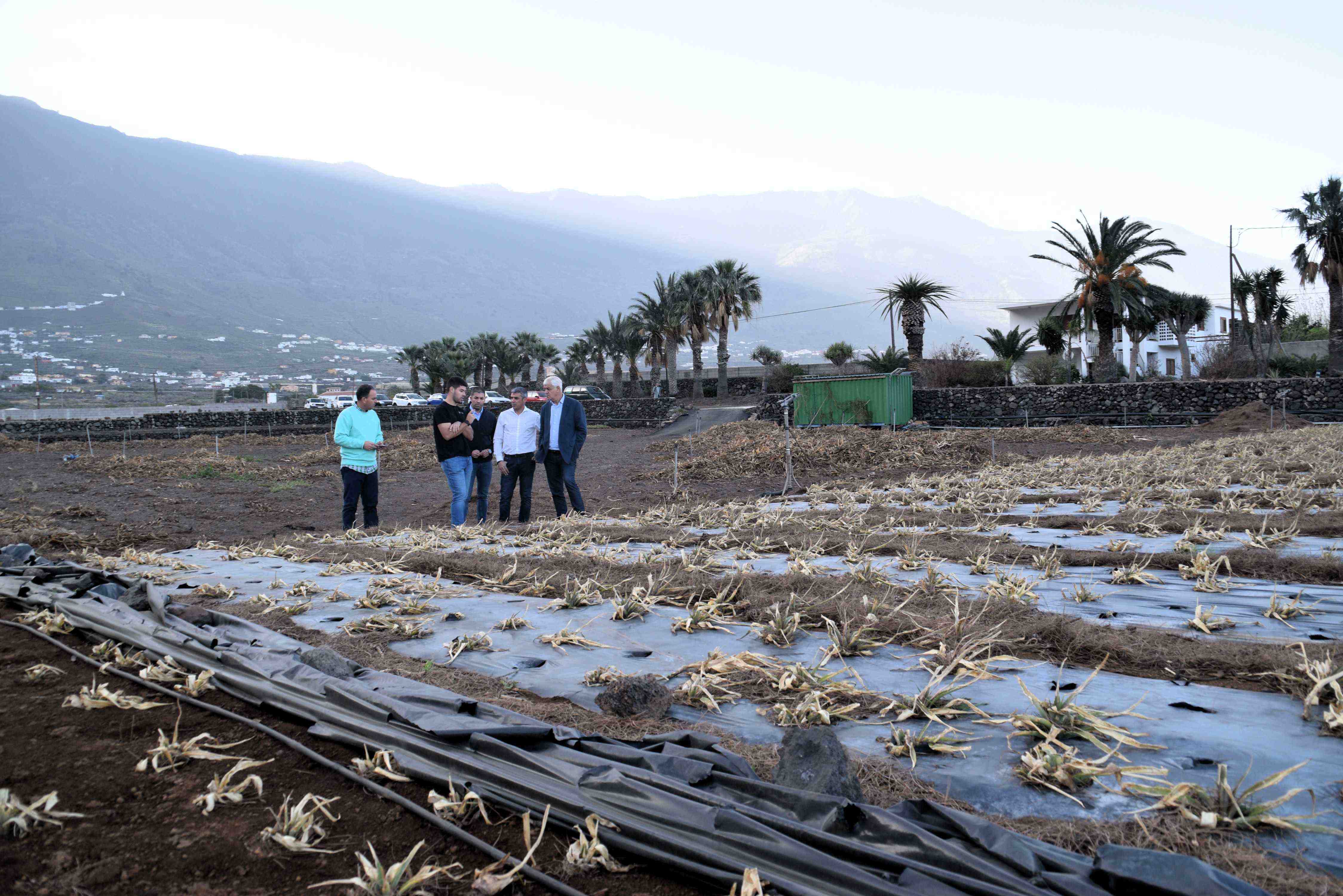El consejero de Agricultura del Gobierno de Canarias, el presidente del Cabildo y el alcalde de La Frontera visitan fincas afectadas por el temporal de viento