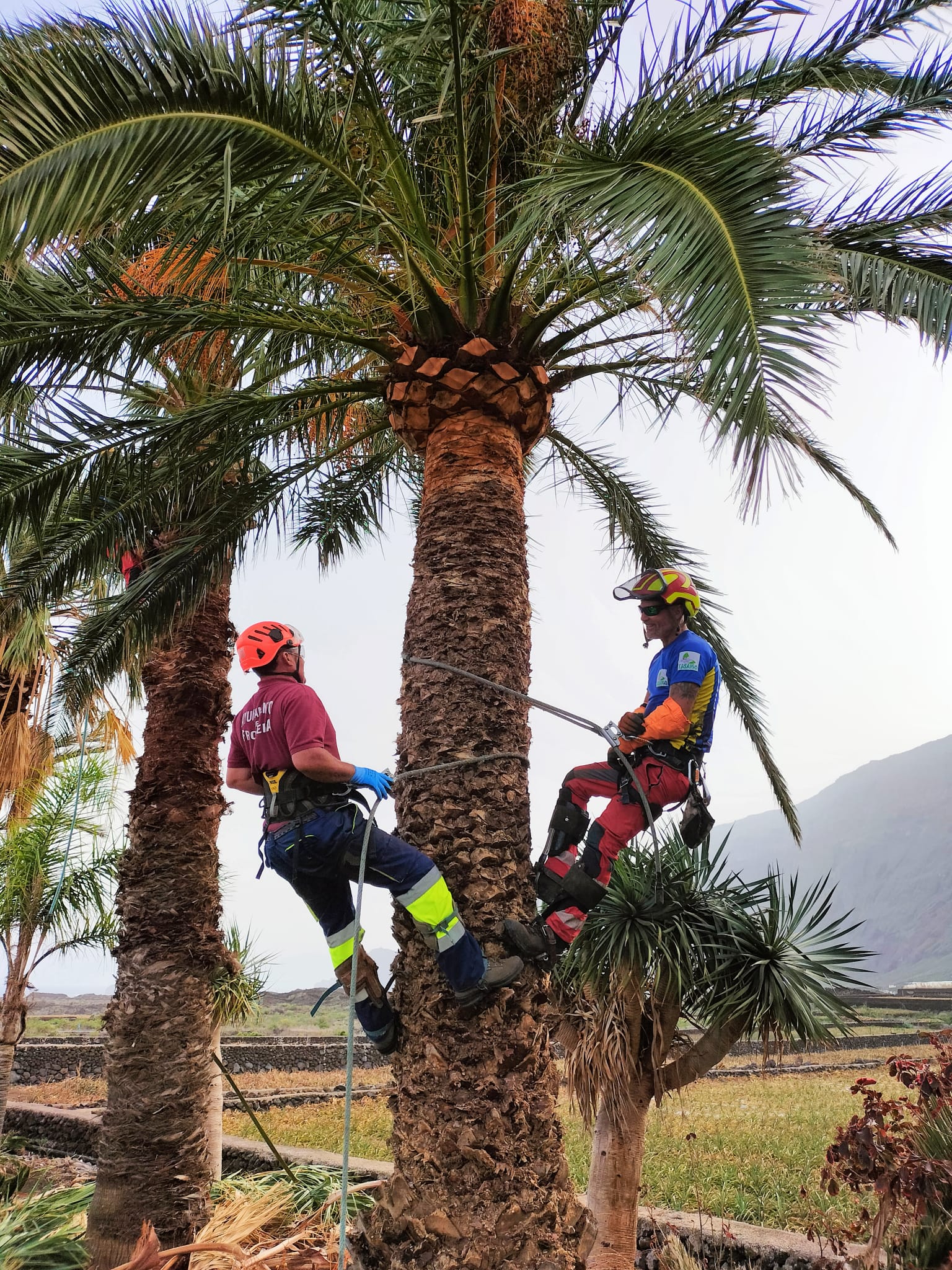 El Ayuntamiento de La Frontera ofrece a los trabajadores de servicios municipales formación de poda de palmeras 